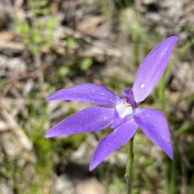 Glossodia major (Wax Lip Orchid) at Mount Taylor - 9 Oct 2021 by Shazw