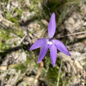 Glossodia major at Kambah, ACT - suppressed