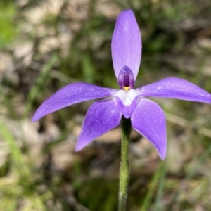 Glossodia major at Kambah, ACT - suppressed