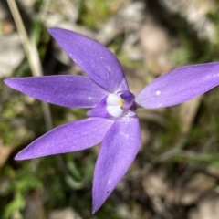 Glossodia major at Kambah, ACT - suppressed