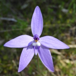 Glossodia major at Kambah, ACT - 9 Oct 2021