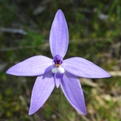 Glossodia major (Wax Lip Orchid) at Kambah, ACT - 9 Oct 2021 by MatthewFrawley