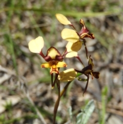 Diuris pardina (Leopard Doubletail) at Kambah, ACT - 9 Oct 2021 by MatthewFrawley