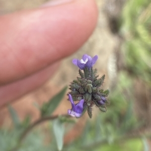 Linaria arvensis at Bungendore, NSW - 2 Oct 2021