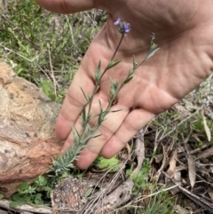 Linaria arvensis at Bungendore, NSW - 2 Oct 2021