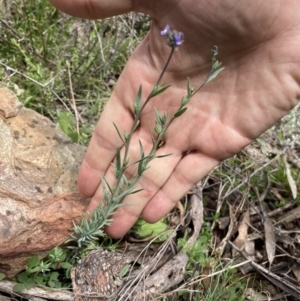 Linaria arvensis at Bungendore, NSW - 2 Oct 2021