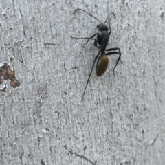 Camponotus aeneopilosus (A Golden-tailed sugar ant) at Bungendore, NSW - 2 Oct 2021 by yellowboxwoodland