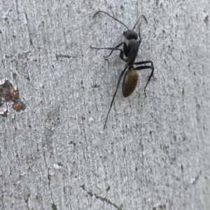 Camponotus aeneopilosus at Bungendore, NSW - 2 Oct 2021