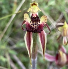 Caladenia actensis (Canberra Spider Orchid) at Bungendore, NSW - 2 Oct 2021 by yellowboxwoodland