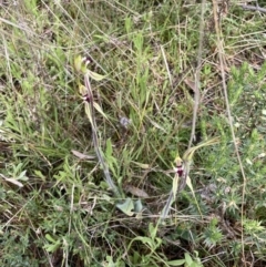 Caladenia actensis at Bungendore, NSW - 2 Oct 2021