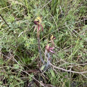 Caladenia actensis at suppressed - 2 Oct 2021