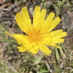 Microseris walteri (Yam Daisy, Murnong) at Bungendore, NSW - 2 Oct 2021 by yellowboxwoodland