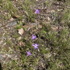Glossodia major (Wax Lip Orchid) at Bungendore, NSW - 2 Oct 2021 by yellowboxwoodland