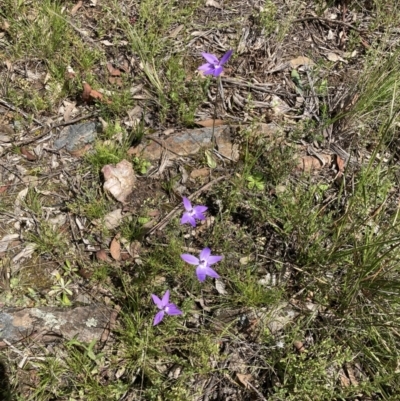 Glossodia major (Wax Lip Orchid) at Bungendore, NSW - 2 Oct 2021 by yellowboxwoodland
