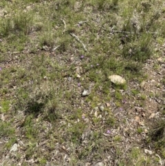 Glossodia major at Bungendore, NSW - suppressed