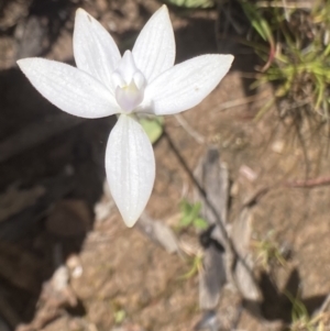 Glossodia major at Bungendore, NSW - suppressed