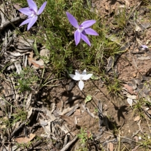 Glossodia major at Bungendore, NSW - 2 Oct 2021
