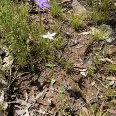 Glossodia major at Bungendore, NSW - suppressed