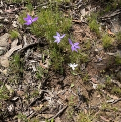 Glossodia major at Bungendore, NSW - suppressed