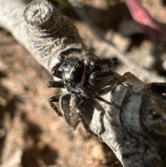 Jotus auripes (Jumping spider) at Murrumbateman, NSW - 9 Oct 2021 by SimoneC