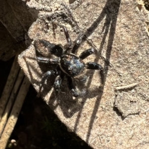 Jotus auripes at Murrumbateman, NSW - 9 Oct 2021