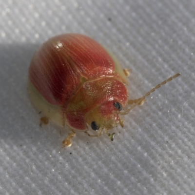 Paropsisterna sp. (genus) (A leaf beetle) at Hawker, ACT - 9 Oct 2021 by AlisonMilton