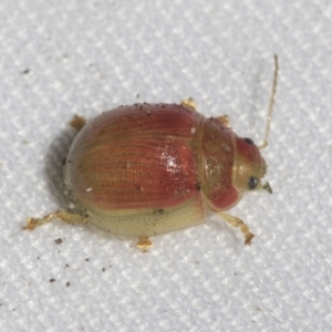 Paropsisterna sp. (genus) at Hawker, ACT - 9 Oct 2021