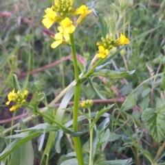 Barbarea verna (Wintercress, American Cress) at Greenway, ACT - 9 Oct 2021 by michaelb