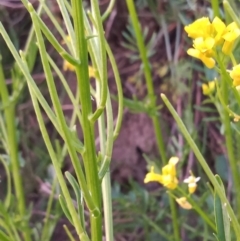 Barbarea verna at Greenway, ACT - 9 Oct 2021 06:50 PM