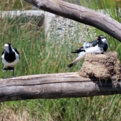 Grallina cyanoleuca (Magpie-lark) at Isabella Pond - 9 Oct 2021 by RodDeb