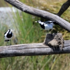 Grallina cyanoleuca at Monash, ACT - 9 Oct 2021