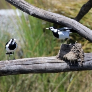 Grallina cyanoleuca at Monash, ACT - 9 Oct 2021