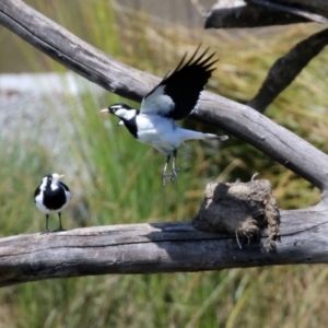 Grallina cyanoleuca at Monash, ACT - 9 Oct 2021 12:00 PM