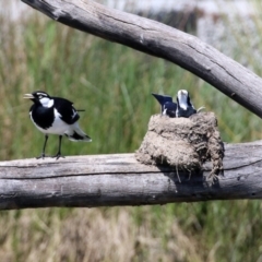 Grallina cyanoleuca at Monash, ACT - 9 Oct 2021 12:00 PM