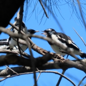 Grallina cyanoleuca at Monash, ACT - 9 Oct 2021 12:00 PM