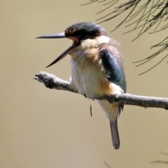 Todiramphus sanctus (Sacred Kingfisher) at Tuggeranong Creek to Monash Grassland - 9 Oct 2021 by RodDeb