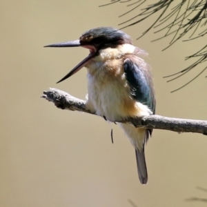 Todiramphus sanctus at Monash, ACT - 9 Oct 2021