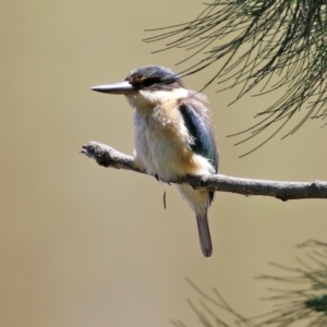 Todiramphus sanctus at Monash, ACT - 9 Oct 2021