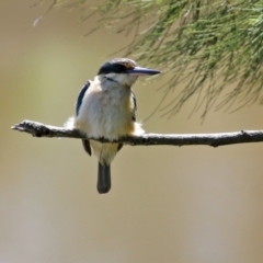 Todiramphus sanctus at Monash, ACT - 9 Oct 2021