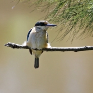 Todiramphus sanctus at Monash, ACT - 9 Oct 2021