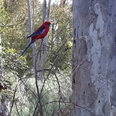 Platycercus elegans (Crimson Rosella) at Bruce Ridge to Gossan Hill - 4 Oct 2021 by alell