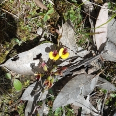 Bossiaea prostrata (Creeping Bossiaea) at Callum Brae - 27 Sep 2021 by Harrisi