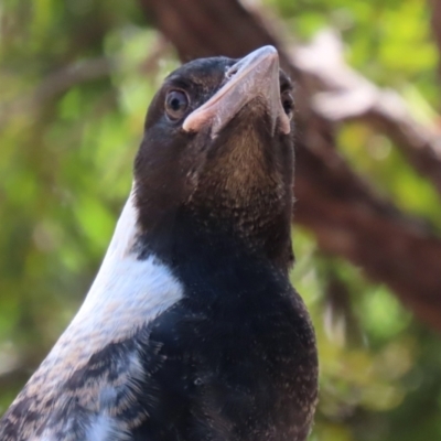 Gymnorhina tibicen (Australian Magpie) at Macarthur, ACT - 9 Oct 2021 by RodDeb