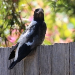 Gymnorhina tibicen at Macarthur, ACT - 9 Oct 2021 11:44 AM