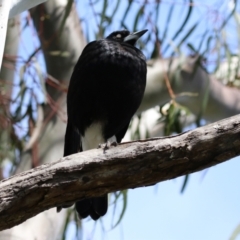 Gymnorhina tibicen at Macarthur, ACT - 9 Oct 2021 11:44 AM