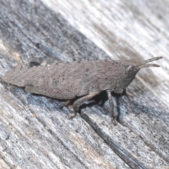 Goniaea opomaloides (Mimetic Gumleaf Grasshopper) at Namadgi National Park - 9 Oct 2021 by Harrisi