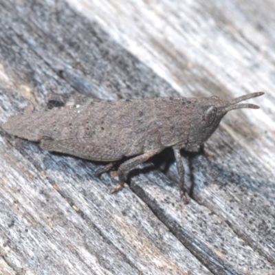 Goniaea opomaloides (Mimetic Gumleaf Grasshopper) at Namadgi National Park - 9 Oct 2021 by Harrisi