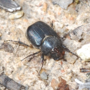 Liparetrus sp. (genus) at Tennent, ACT - 9 Oct 2021 03:12 PM