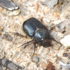 Liparetrus sp. (genus) at Tennent, ACT - 9 Oct 2021 03:12 PM