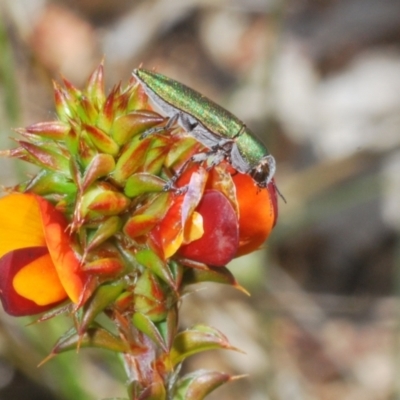 Melobasis propinqua (Propinqua jewel beetle) at Tennent, ACT - 9 Oct 2021 by Harrisi